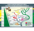 159-схема развития животного мира систематические категории в зоологии 1300х900мм