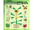 420 (1200х1400)-филогенетическое древо растительного мира 1200х1400мм